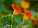 Blume_DDC3208.jpg   26.04